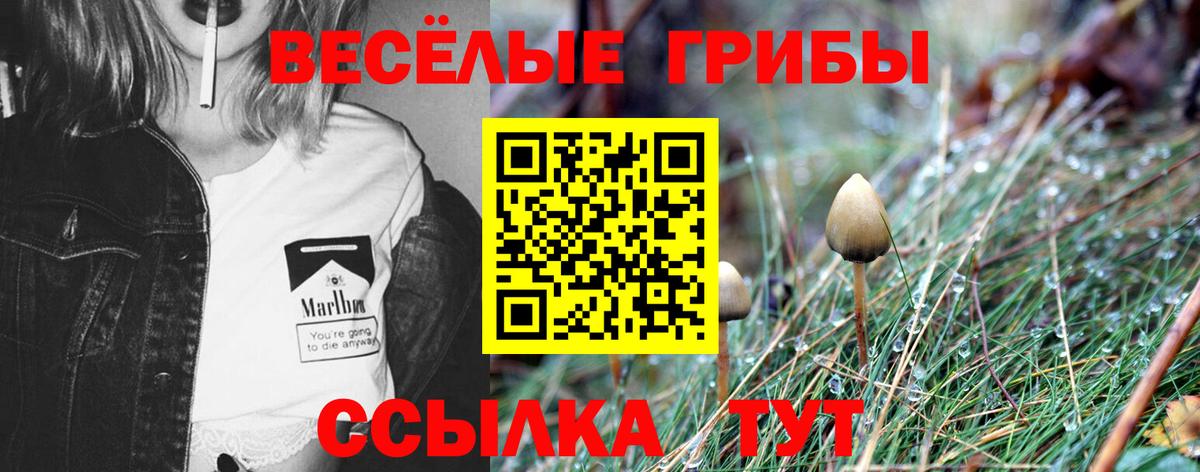 Галлюциногенные грибы MAGIC MUSHROOMS  Вход с VPN  Галлюциногенные грибы Psilocybe  закладки  Реж 